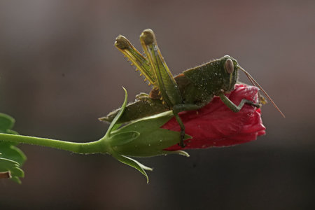Grasshopper on a red hibiscus flower.の写真素材