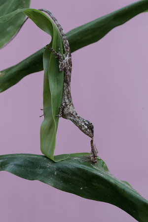 Close up of a gecko crawling on a plant.の写真素材