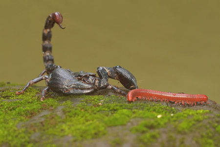 Close-up of a black scorpion with red caterpillar on a rockの写真素材
