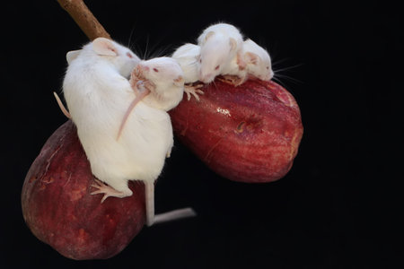 White mouse on a black background close-upの写真素材