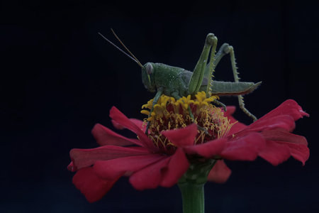 Green grasshopper on a red zinnia flower on black backgroundの写真素材