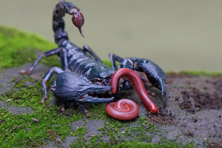 Scorpion on the ground with worm in the mouth. Close up.の写真素材