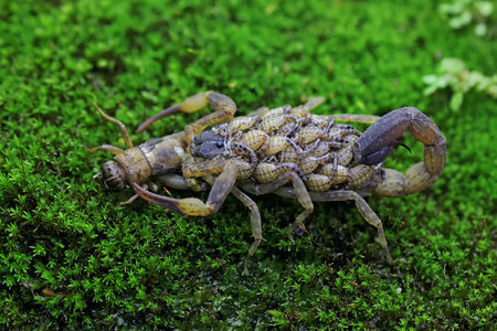 Close-up of a scorpion on a green moss background.の写真素材