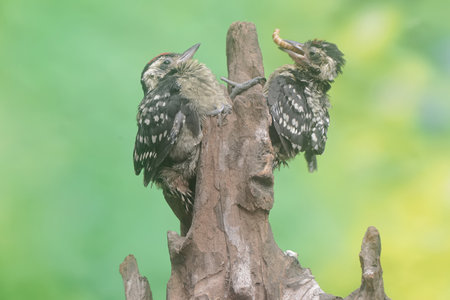 Black Woodpecker (Dryocopus martius) on the treeの写真素材