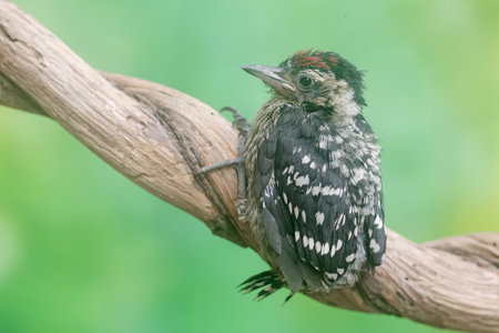 Black Woodpecker (Dendrocopos erythropus)の写真素材