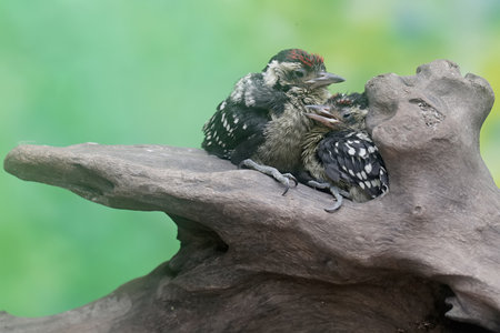Black Woodpecker (Dryocopus martius). Russia,  Moscow.