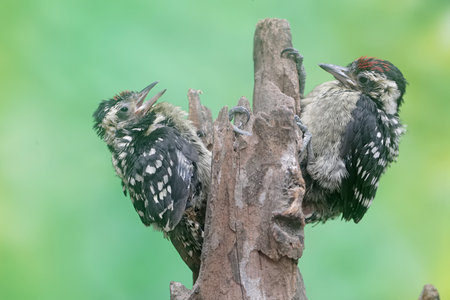 Black Woodpecker (Dryocopus martius). Russia,  Moscow.の写真素材