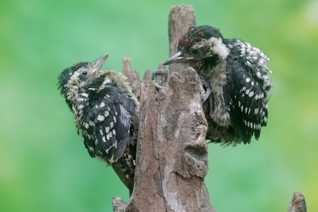 Black Woodpecker (Dendrocopos martius). Russia,  Moscow.の写真素材