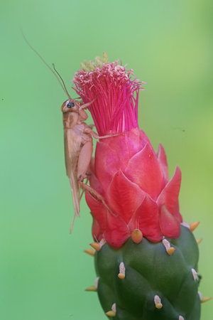 Grasshopper on a cactus flower, closeup of photo