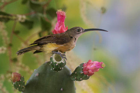 White-throated Sunbird, Cinnyris vitticeps, single bird on cactus, Brazilの写真素材