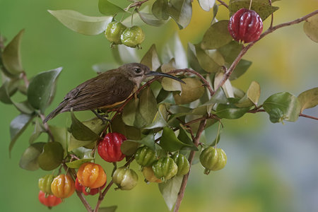 Olive-backed Sunbird (Olive-backed Sunbird)