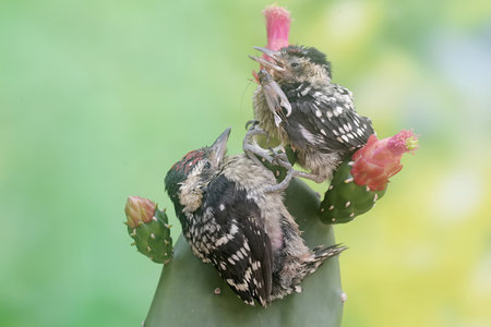 Couple of Pied Woodpecker (Dendrocopos martius) on cactusの写真素材