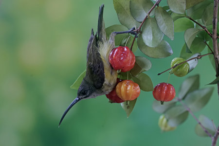 Olive-backed Sunbird (Cinnyris jugularis) in the natureの写真素材