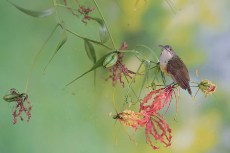 Olive-backed Bulbul, Pycnonotus spinosa, single bird on flower, Brazilの写真素材