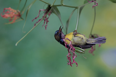 Olive-backed sunbird (Cinnyris jugularis) feeding on a flowerの写真素材
