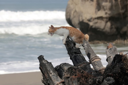 Cat sitting on a tree trunk in front of the ocean, vertical