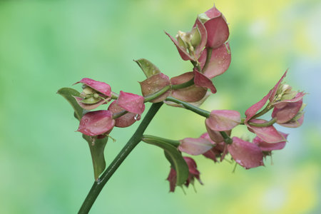 Close up of a pink flower with water drops on the petalsの写真素材