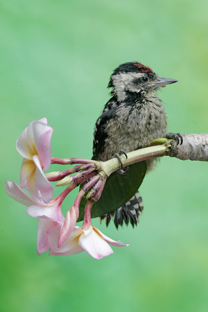 Single bird on branch