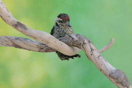 Downy Woodpecker (Dryocopus martius).の写真素材