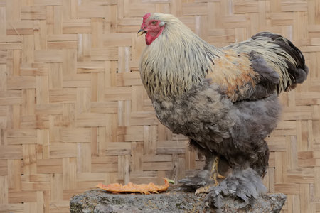 Rooster on the background of a bamboo wall, close-up