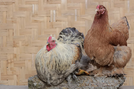 chicken and rooster in a farm, closeup of photo