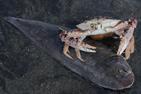 Crab and stingray on the black sand beach in Hawaii.