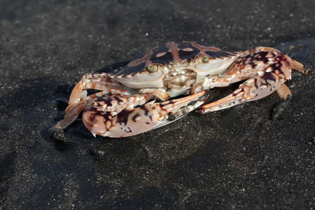 Crab on the Black Sand Beach in the Canary Islands of Spain