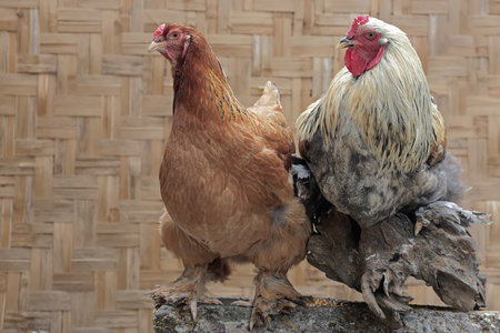 Rooster and chicken on a wooden background. Rooster and chicken