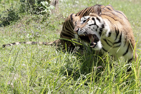 Bengal tiger eating grass.