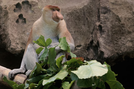 Proboscis monkey (Nasalis larvatus)