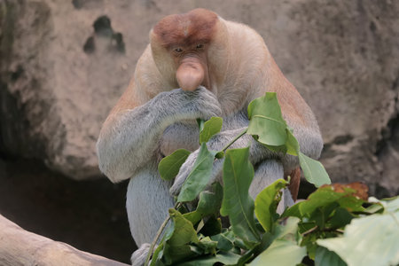Proboscis monkey (Nasalis larvatus)