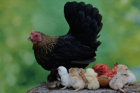 chickens with hen and chicks in the nest on a green background