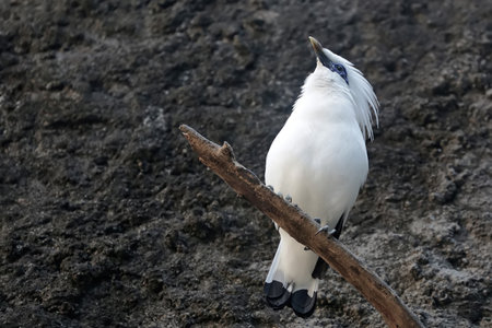 White-crowned egret (Ardea cinerea)の写真素材