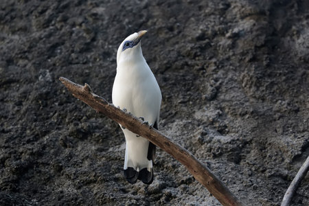 Birds of the Galapagos Islands (South America) in Ecuadorの写真素材