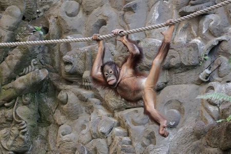 Orangutan hanging on a rope in a zoo, closeup of photo