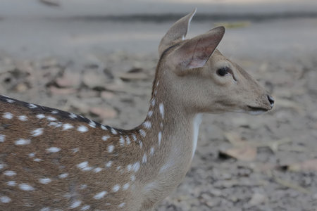 spotted deer in the zoo, thailand, south east asia