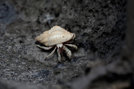 Hermit crab walking on the ground in Thailand.の写真素材