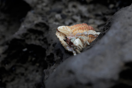 Hermit crab on the rock at the beach. Selective focus.の写真素材