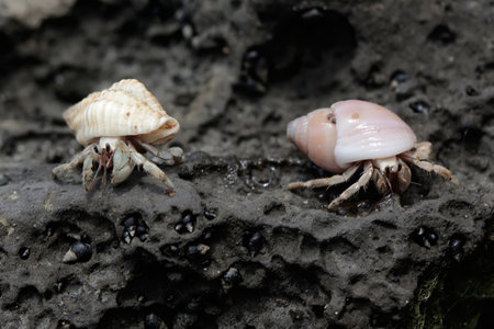 Hermit crab on the beach.の写真素材