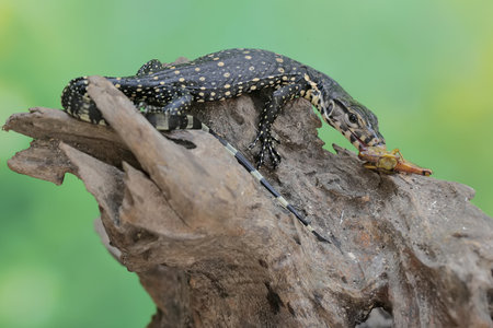 Varanus salvator (Varanus salvator) eating a prey