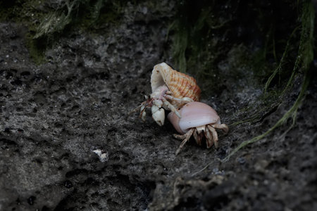 Hermit crab on the ground.の写真素材