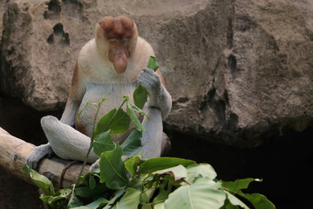 Proboscis monkey, Nasalis larvatus, sitting on a branch