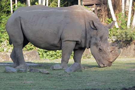 White rhinoceros in the zoo of Nakhon Ratchasima, Thailandの写真素材