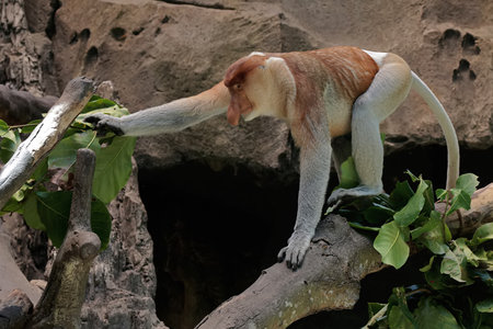 Proboscis monkey in the rainforest of Borneo