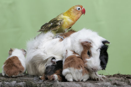 guinea pig and guinea pig on green background, domestic animals