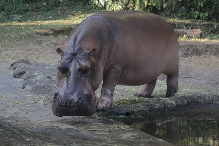 Hippopotamus in the zoo, Thailand, South East Asia
