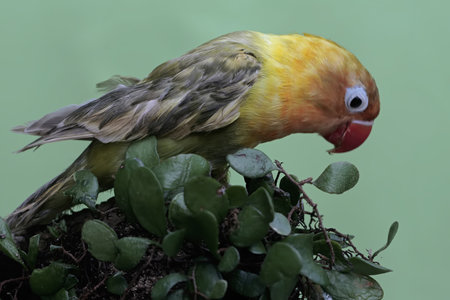Yellow-headed Parakeet (Garrulus glandarius)