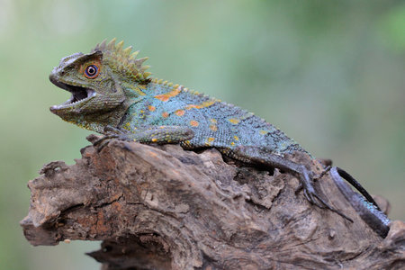 Chameleon on a tree trunk, Chamaeleo calyptratus