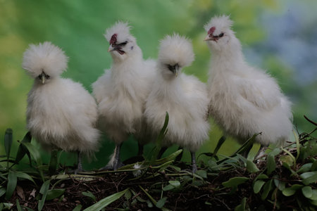 chickens in the nest on a green background, close-up