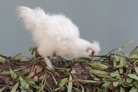White chicken on the ground, Chiangmai, Thailand.の写真素材